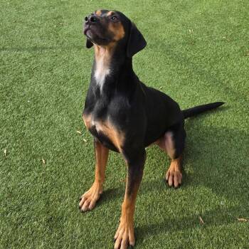 German Shepherd Dog and Hound Dogs Available for Adoption - Goob ~ A Fun Loving Family Dog! | PetCurious