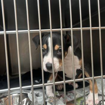 Nigel -  English Bulldog Dog for Adoption in Lakeland, Florida - Nigel | PetCurious