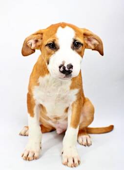 Ramsey -  Australian Shepherd and Labrador Retriever Dog for Adoption in Morton Grove, Illinois - Ramsey | PetCurious