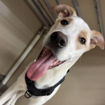 Hippo (Bear) -  Shepherd and Catahoula Leopard Dog Dog for Adoption in Midland, Texas - Hippo (Bear) | PetCurious