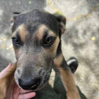 Mixed Breed Dogs Available for Adoption in Flatwoods, Kentucky - Rotini | PetCurious