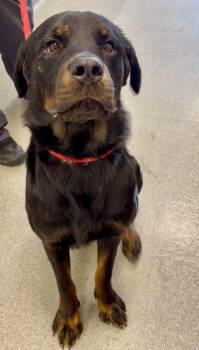 Riker -  Rottweiler Dog for Adoption in Deering, New Hampshire - Riker | PetCurious