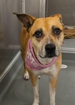 American Staffordshire Terrier Dogs Available for Adoption in Frazier Park, California - Honey | PetCurious