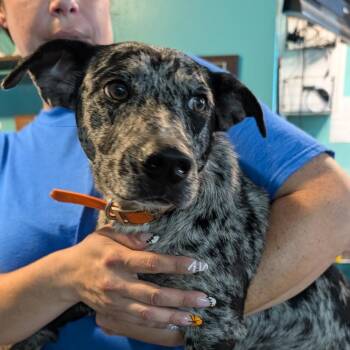 Pete -  Australian Cattle Dog Blue Heeler Dog for Adoption in Jefferson City, Tennessee - Pete | PetCurious