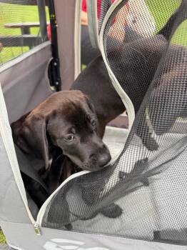 Shadow -  Labrador Retriever Dog for Adoption - Shadow | PetCurious