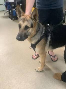 German Shepherd Dog and Mixed Breed Dogs Available for Adoption - Shane | PetCurious