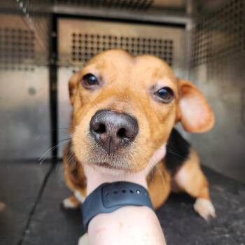 Terrier and Mixed Breed Dogs Available for Adoption in Birmingham, Alabama - Emma | PetCurious