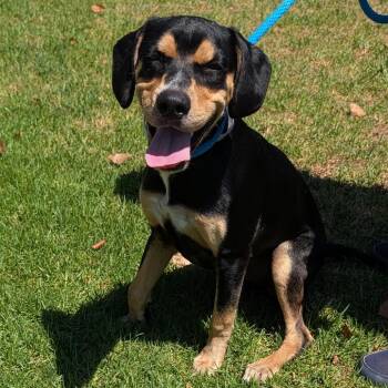 Peeta -  Beagle and Mixed Breed Dog for Adoption in Hawthorne, California - Peeta | PetCurious