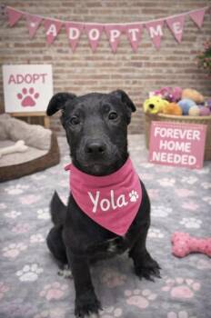 Shepherd and Husky Dogs Available for Adoption - Yola | PetCurious