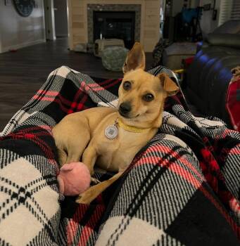 Phoebe -  Chihuahua Dog for Adoption in Vancouver, Washington - Phoebe | PetCurious