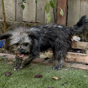 MABLE -  Terrier and Mixed Breed Dog for Adoption in Richmond, California - MABLE | PetCurious