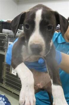 Pit Bull Terrier Dogs Available for Adoption in Oklahoma City, Oklahoma - A472726 | PetCurious