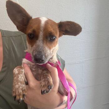 Berry -  Chihuahua and Jack Russell Terrier Dog for Adoption in Clanton, Alabama - Berry | PetCurious