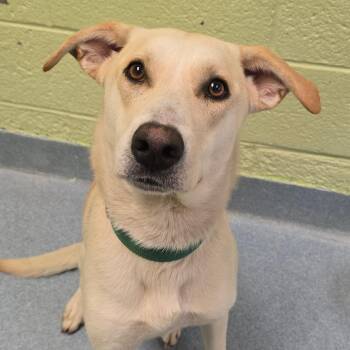 Mixed Breed Dogs Available for Adoption in East Hanover, New Jersey - Rainier | PetCurious