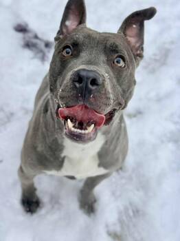 Pit Bull Terrier Dogs Available for Adoption - Virgil | PetCurious