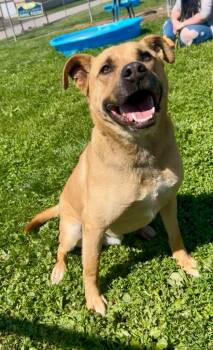 German Shepherd Dog and Terrier Dogs Available for Adoption in New Cumberland, West Virginia - Bosco (Rosco) | PetCurious