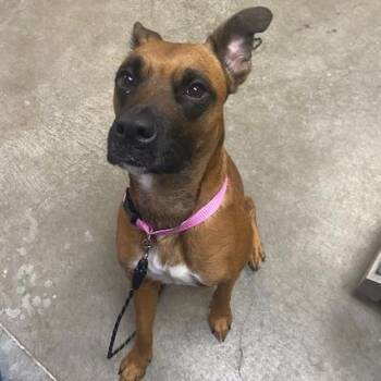 Fergie -  Boxer and Mixed Breed Dog for Adoption in Ottawa, Kansas - Fergie | PetCurious