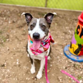 Susan -  Border Collie and Labrador Retriever Dog for Adoption in Austin, Texas - Susan | PetCurious