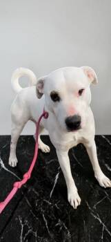 Labrador Retriever and Pit Bull Terrier Dogs Available for Adoption in Ventura, California - Holly  | PetCurious