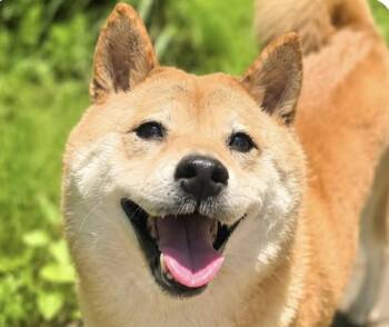 Mochi -  Shiba Inu Dog for Adoption in San Ramon, California - Mochi | PetCurious