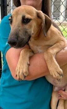 Zack -  Mixed Breed Dog for Adoption in Morristown, New Jersey - Zack | PetCurious