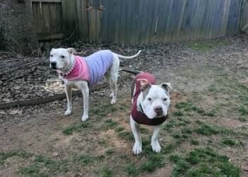 Kuzco -  Fox Terrier and Mixed Breed Dog for Adoption in Atlanta, Georgia - Kuzco | PetCurious