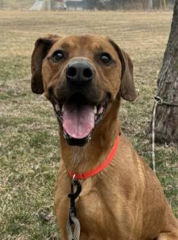 Pointer and Labrador Retriever Dogs Available for Adoption - Max / Maimillian | PetCurious