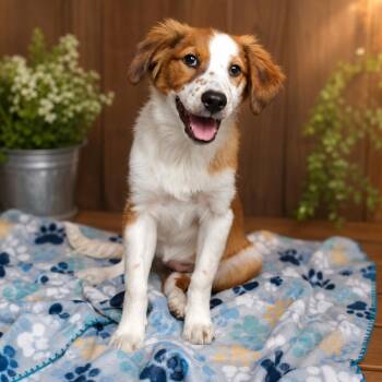 Maple P46571 -  Australian Shepherd and Mixed Breed Dog for Adoption in Corsicana, Texas - Maple P46571 | PetCurious