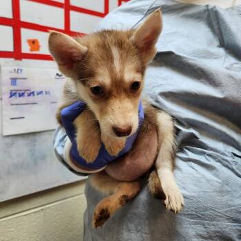 Adriana -  Husky Dog for Adoption in Charlottesville, Virginia - Adriana | PetCurious