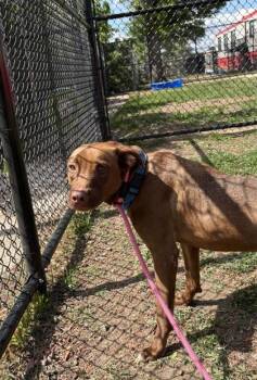 Mixed Breed Dogs Available for Adoption in West Chester, Pennsylvania - Ace | PetCurious