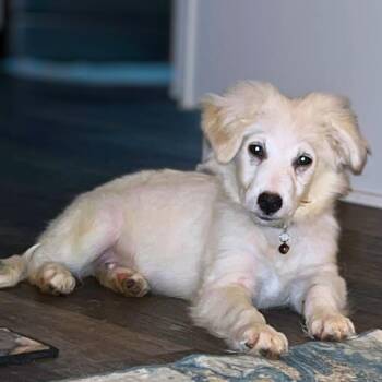 Retriever Dogs Available for Adoption - Harvard | PetCurious