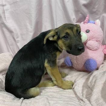 CLARA -  German Shepherd Dog and Mixed Breed Dog for Adoption in Modesto, California - CLARA | PetCurious