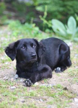 Mordecai in NH. Come Meet our Adoptable Dogs Wednesday-Saturday. -  Shepherd Dog for Adoption in Manchester, New Hampshire - Mordecai In NH. Come Meet Our Adoptable Dogs Wednesday-Saturday. | PetCurious