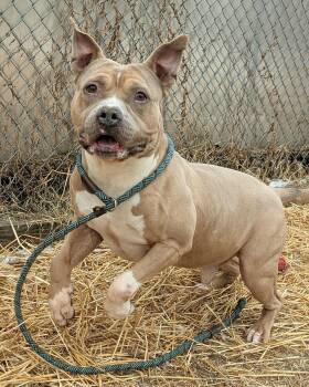 American Staffordshire Terrier Dogs Available for Adoption - Geyser | PetCurious