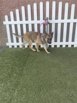German Shepherd Dog Dogs Available for Adoption - A607971 | PetCurious