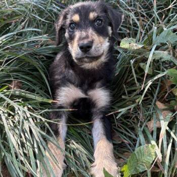 Scout -  Mixed Breed Dog for Adoption in Bellmawr, New Jersey - Scout | PetCurious