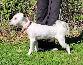 Maltese and Poodle Dogs Available for Adoption in Portage, Wisconsin - Milo | PetCurious
