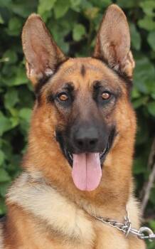 Barkley von Blaustein -  German Shepherd Dog Dog for Adoption in Los Angeles, California - Barkley Von Blaustein | PetCurious