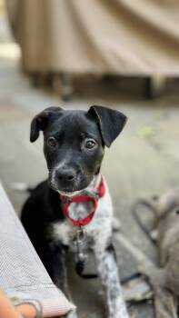 Pepper -  Mixed Breed Dog for Adoption in Riverdale, New Jersey - Pepper | PetCurious