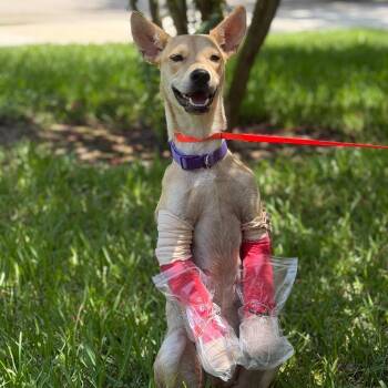Strawberry -  Mixed Breed Dog for Adoption in Houston, Texas - Strawberry | PetCurious
