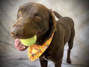 AXEL -  Labrador Retriever Dog for Adoption in Salinas, California - AXEL | PetCurious
