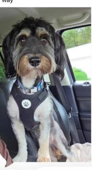 Maylik -  Mixed Breed Dog for Adoption in Madison, Wisconsin - Maylik | PetCurious