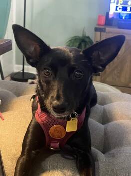 Minnie -  Chihuahua Dog for Adoption in Denver, Colorado - Minnie | PetCurious