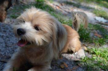 Parker -  Terrier Dog for Adoption in Palm Harbor, Florida - Parker | PetCurious