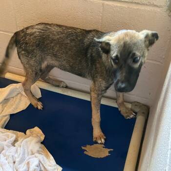 German Shepherd Dog and Mixed Breed Dogs Available for Adoption in Volcano, Hawaii - Kiko | PetCurious
