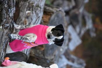 Rescue Australian Cattle Dog Blue Heeler and Rat Terrier Dogs for Adoption in Falmouth, Maine - Ginny Weasley - The Harry Potter Pups! | PetCurious