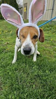 Beagle Dogs Available for Adoption in Lafayette, Indiana - Lucy | PetCurious