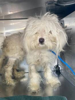 Rescue Maltese Dogs for Adoption in Dallas, Texas - STRAY | PetCurious