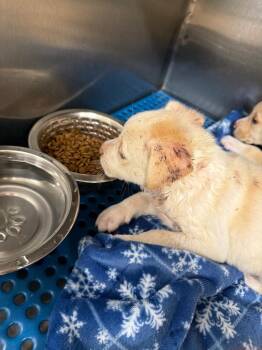 Whitey -  Labrador Retriever Dog for Adoption in Nacogdoches, Texas - Whitey | PetCurious