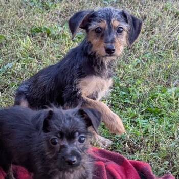 Rescue Schnauzer Dogs for Adoption in Huntsville, Alabama - Rosie (in PA) | PetCurious